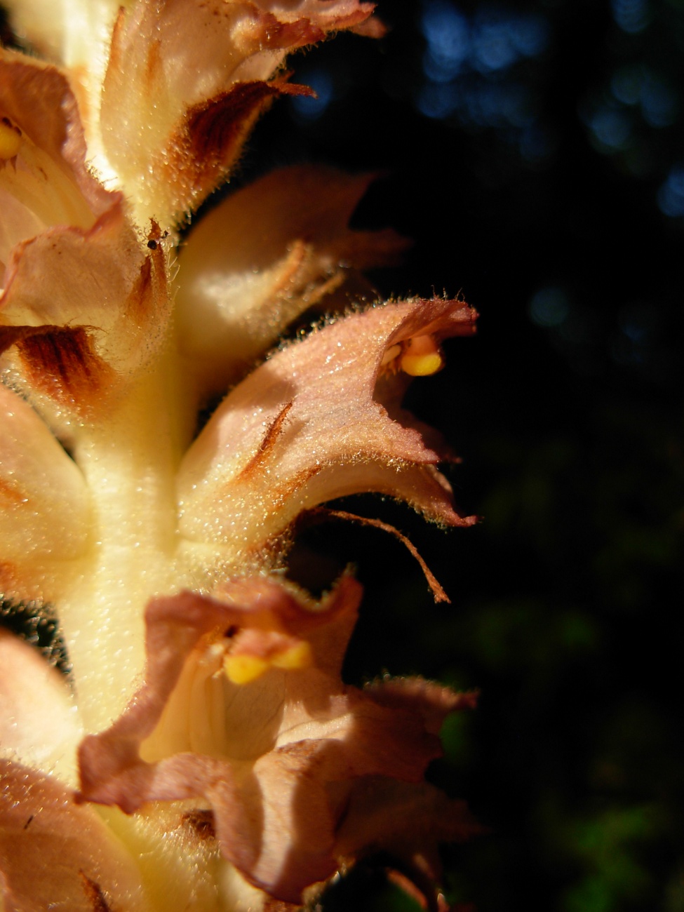 Orobanche rapum-genistae / Succiamele delle ginestre